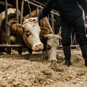 Fabrication-lait de vaches